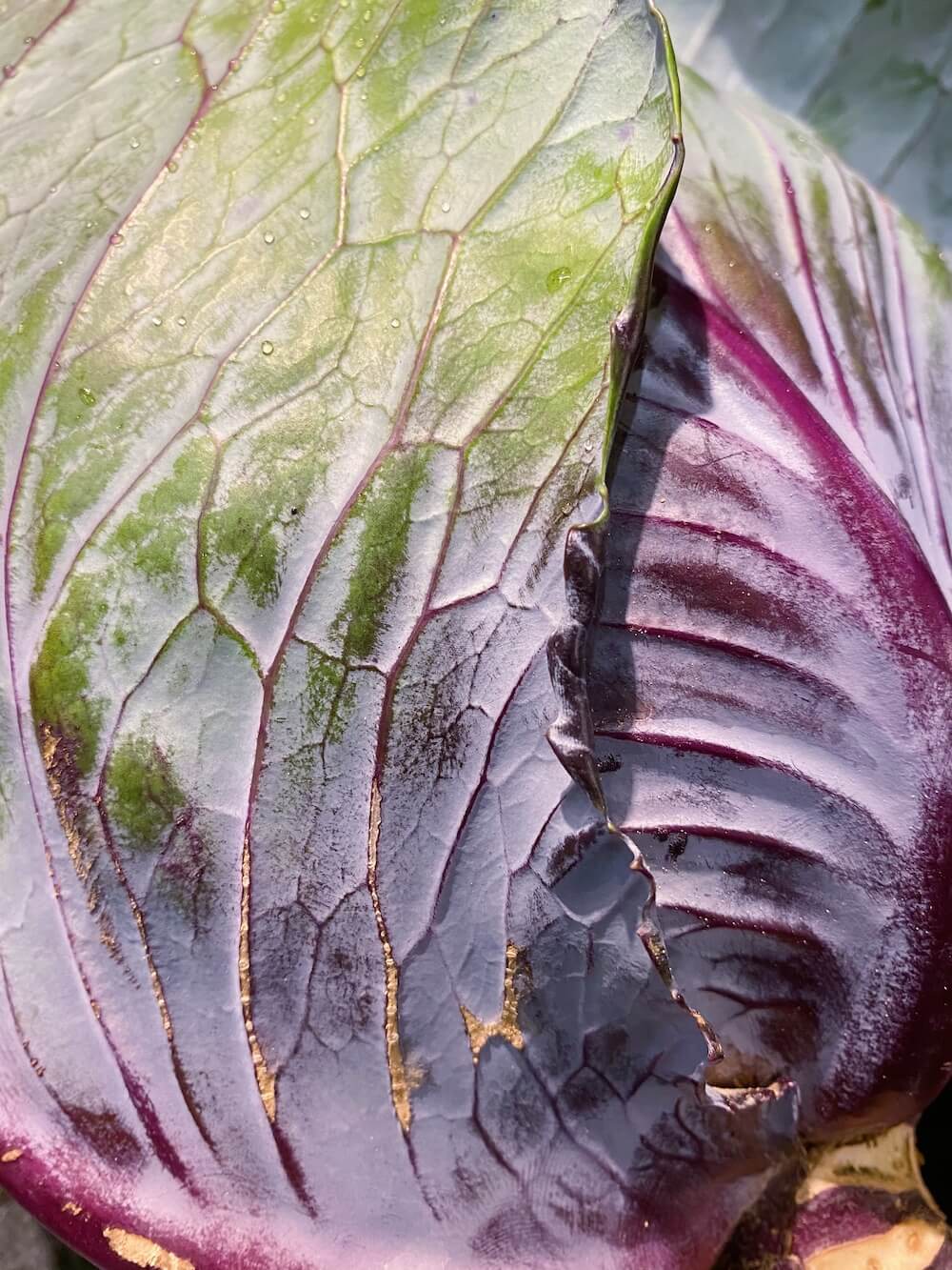 Photograph of a red cabbage close up so that all the details of the leaves are visible